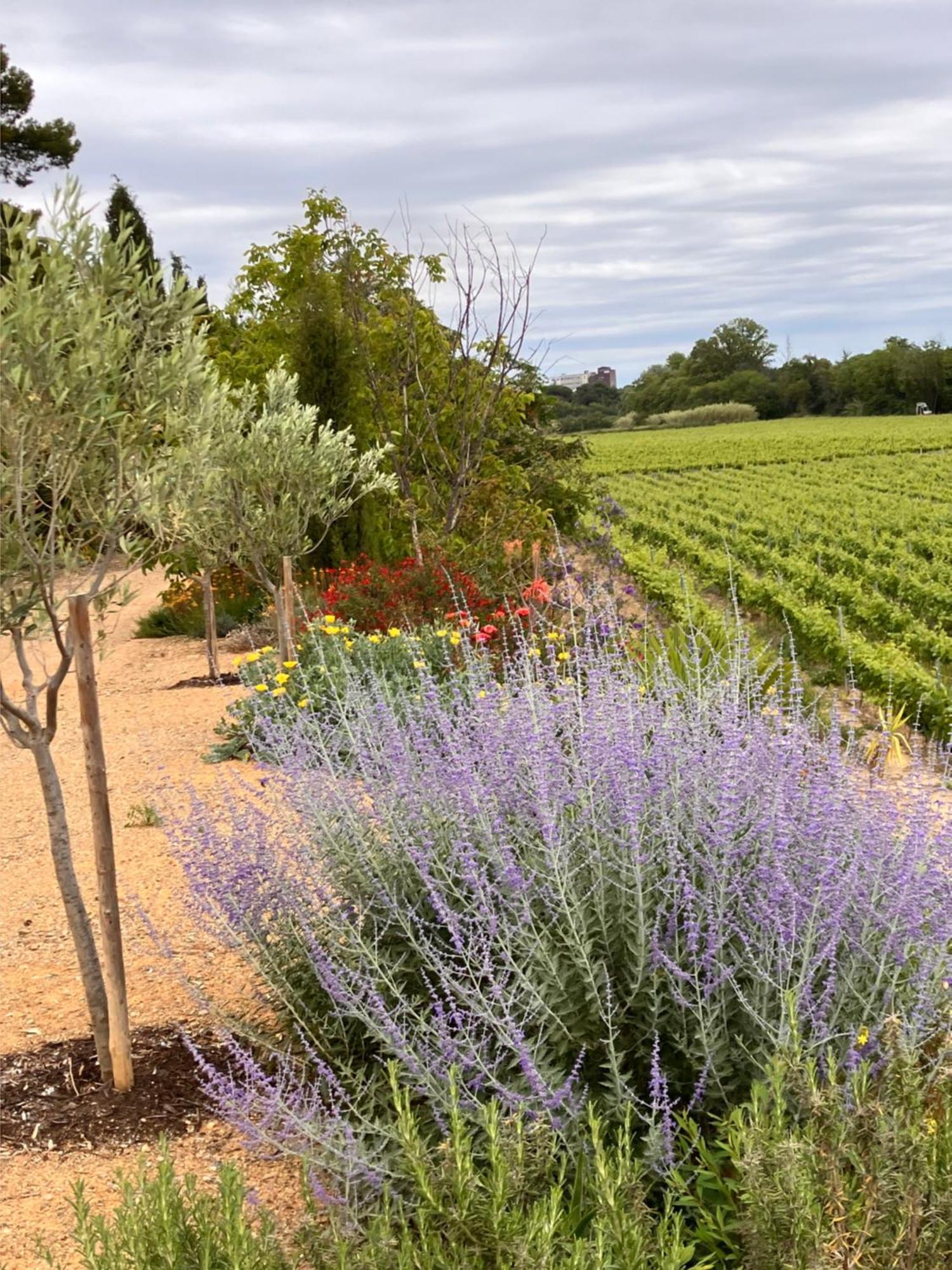 Domaine De L'Herbe Sainte Mirepeisset Exteriér fotografie