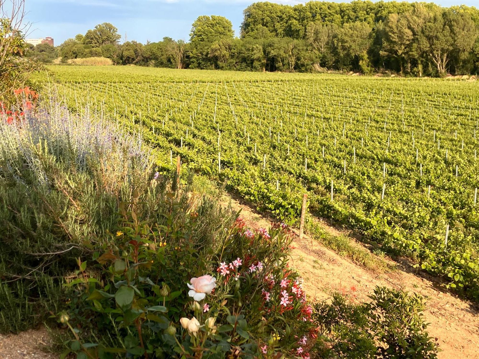 Domaine De L'Herbe Sainte Mirepeisset Exteriér fotografie